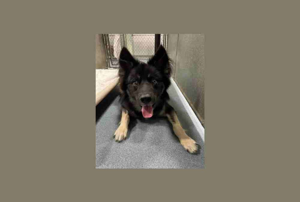 Meet Wilde, our pet of the week!