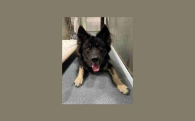 Meet Wilde, our pet of the week!