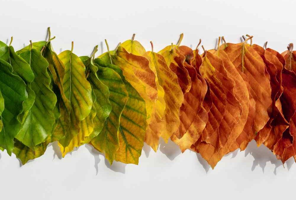 Walk of the Week: August 17, 2023