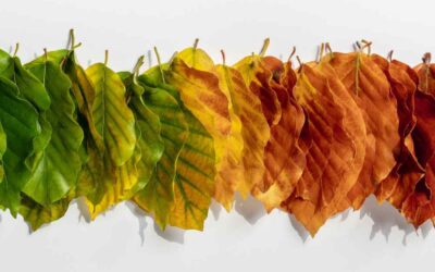 Walk of the Week: August 17, 2023