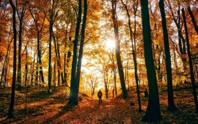 Walk of the Week: June 29, 2023