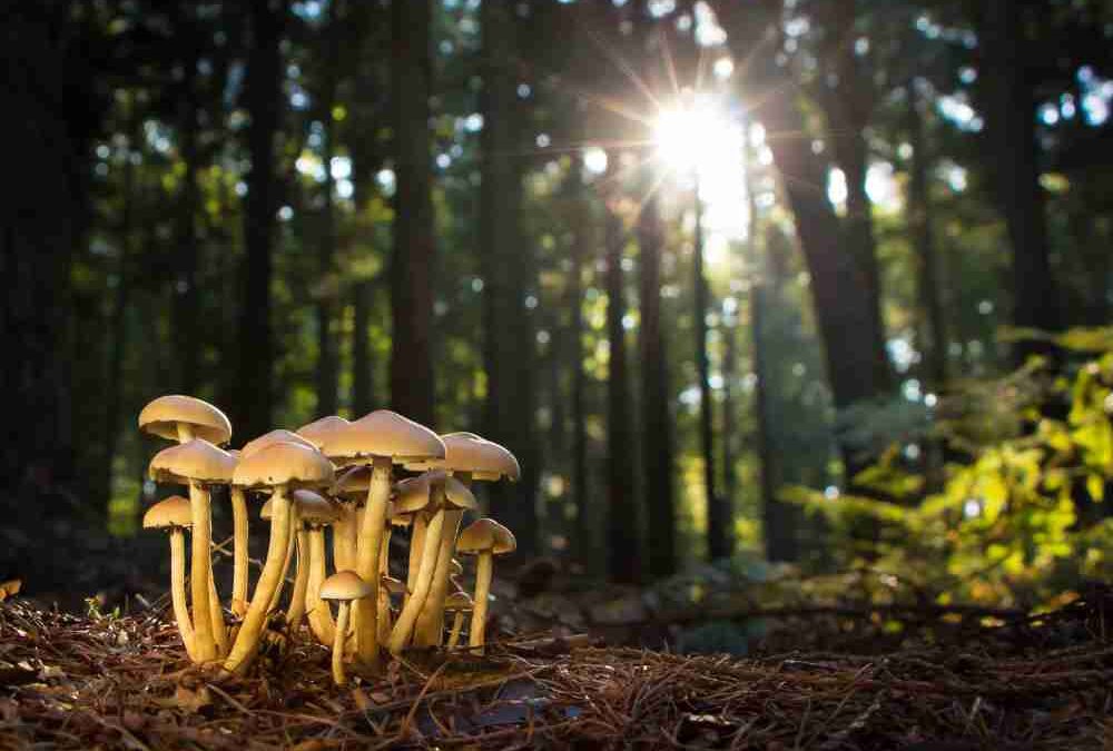 Walk of the Week: September 7, 2023