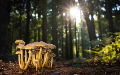 Walk of the Week: September 7, 2023