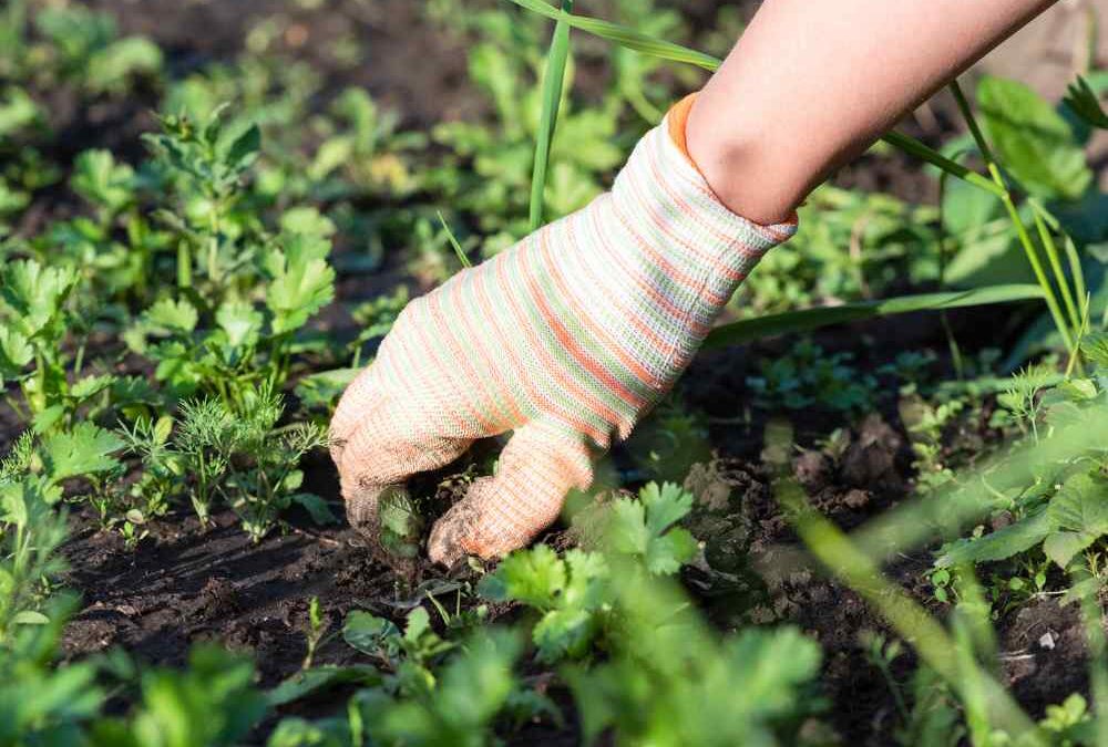 Walk of the Week: August 3, 2023