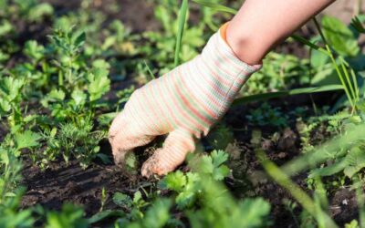 Walk of the Week: August 3, 2023