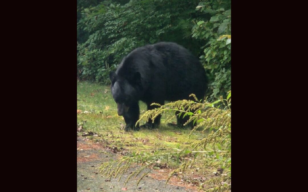Hanson Police Say Bear Will Have To Be Euthanized