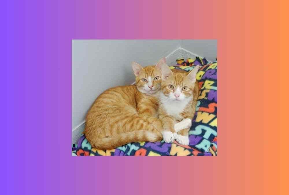 Twice the fun, twice the love — meet our kitten pets of the week!