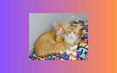 Twice the fun, twice the love — meet our kitten pets of the week!