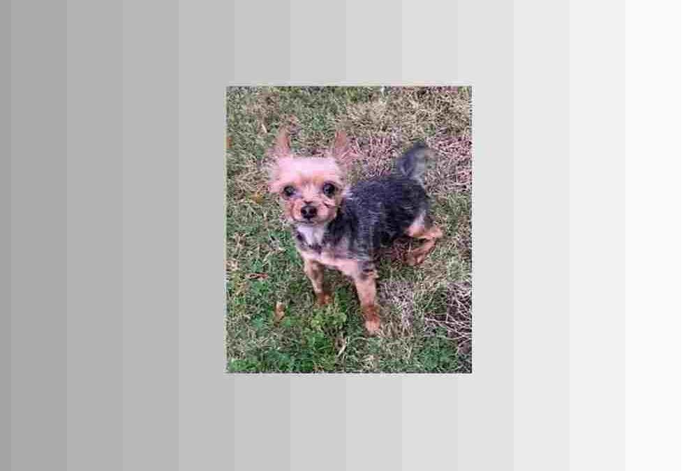 Cute and loveable Roshi would love to be home for the holidays!