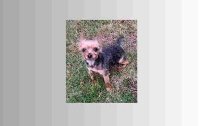 Cute and loveable Roshi would love to be home for the holidays!