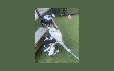 Say hello to Oreo, our pet of the week!