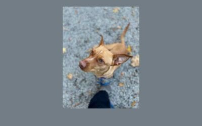 Meet Scrappy, our Pet of the Week!