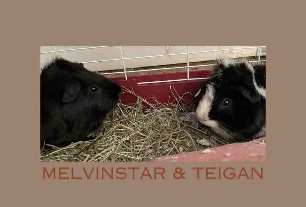 Melvinstar and Teigan are a pair of Guinea pigs looking for their new home