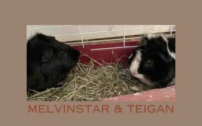 Melvinstar and Teigan are a pair of Guinea pigs looking for their new home
