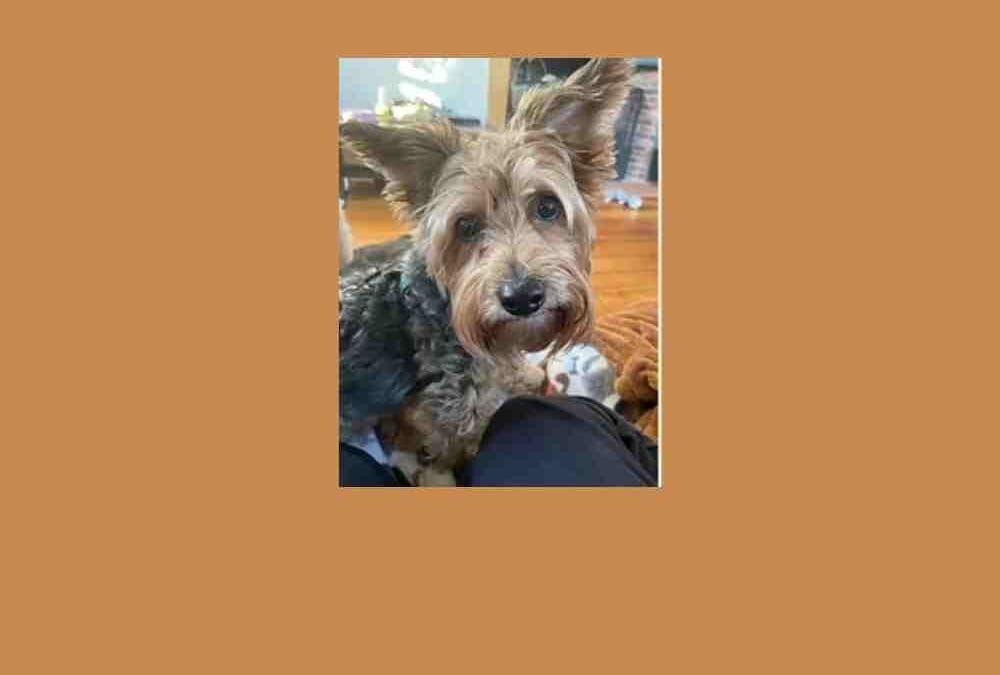 Meet Russell – a little Yorkie with a lot of love to give