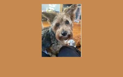 Meet Russell – a little Yorkie with a lot of love to give