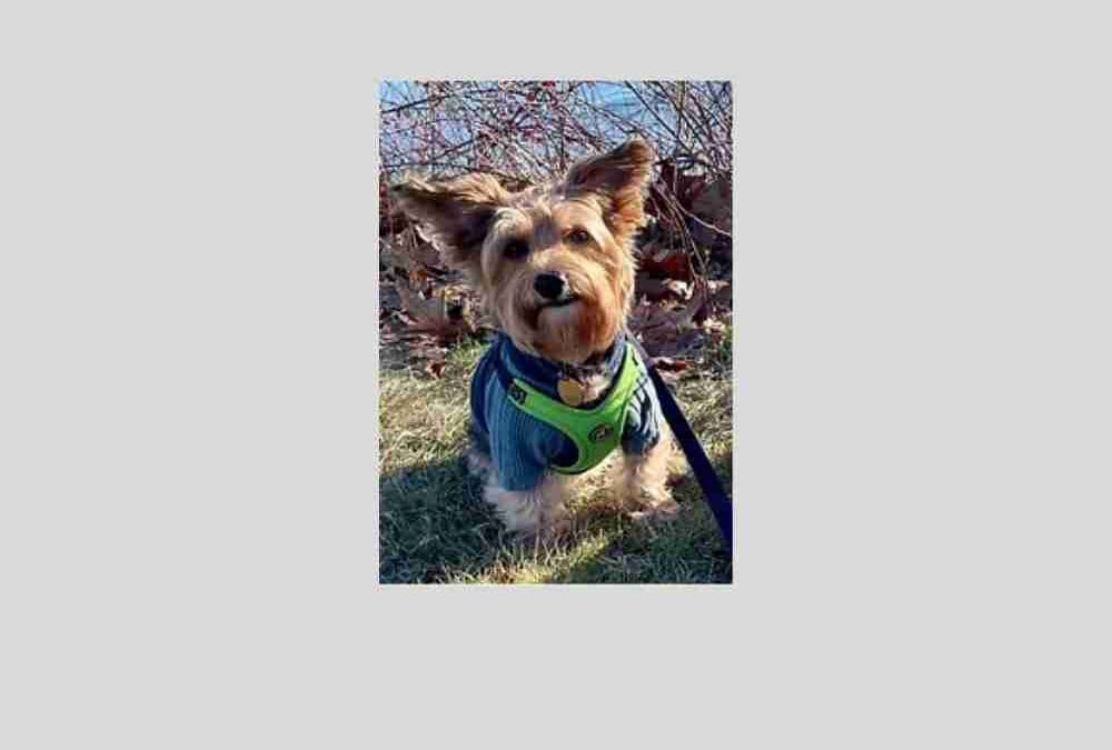 Say hello to Russell, our pet of the week!