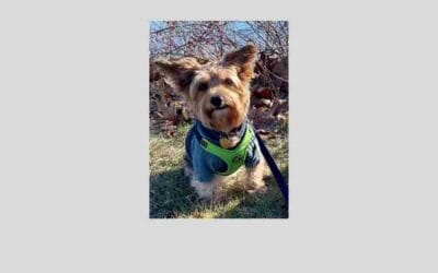 Say hello to Russell, our pet of the week!