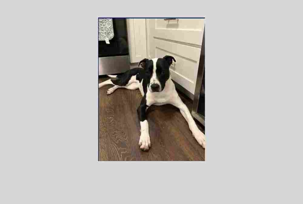 Meet Sarah the pup who is looking for her forever home!