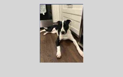 Meet Sarah the pup who is looking for her forever home!