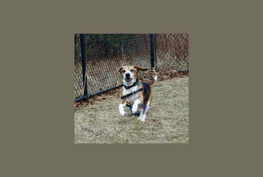 Say hello to Tyler our pet of the week!