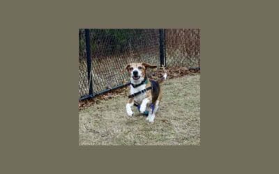 Say hello to Tyler our pet of the week!