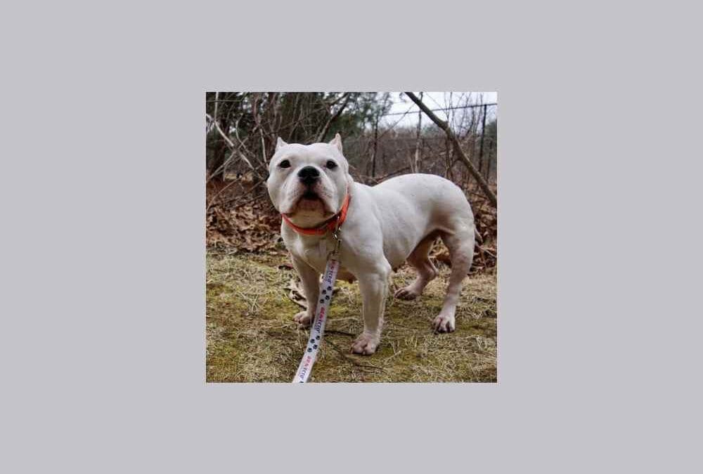 Elise is looking for an expert cuddler and a new home