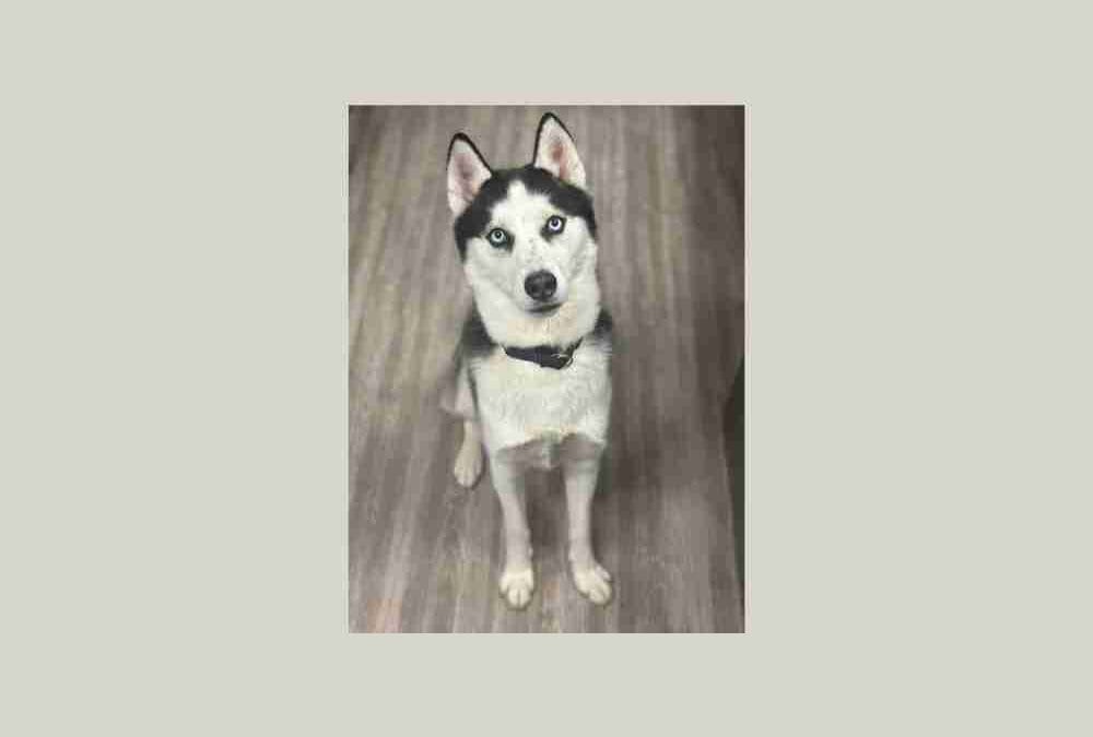 Help a homeless Husky find his new home