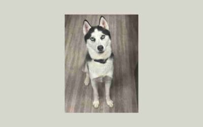 Help a homeless Husky find his new home