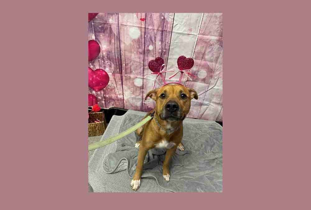 Mr. Man is looking for true love and his forever home