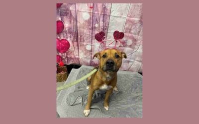 Mr. Man is looking for true love and his forever home