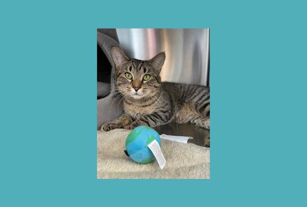 Stratton the cat is looking for a new home