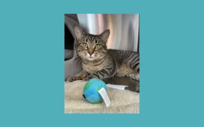 Stratton the cat is looking for a new home