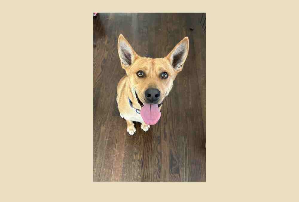 Pet of the Week Clyde is searching for a new home