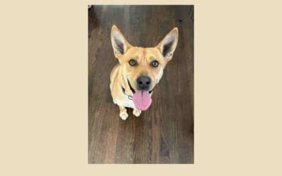 Pet of the Week Clyde is searching for a new home