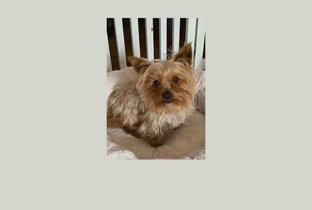 Jo-Jo, your new tail-wagging companion, is ready to move in