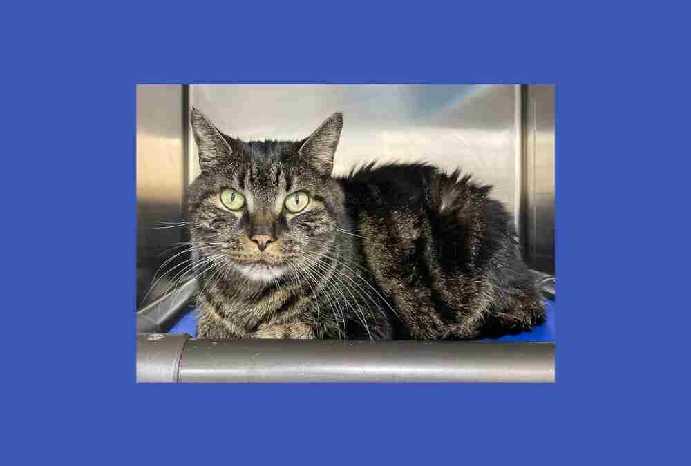 Peeta, the cat lover’s cat, is looking for his human