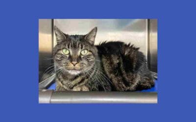 Peeta, the cat lover’s cat, is looking for his human