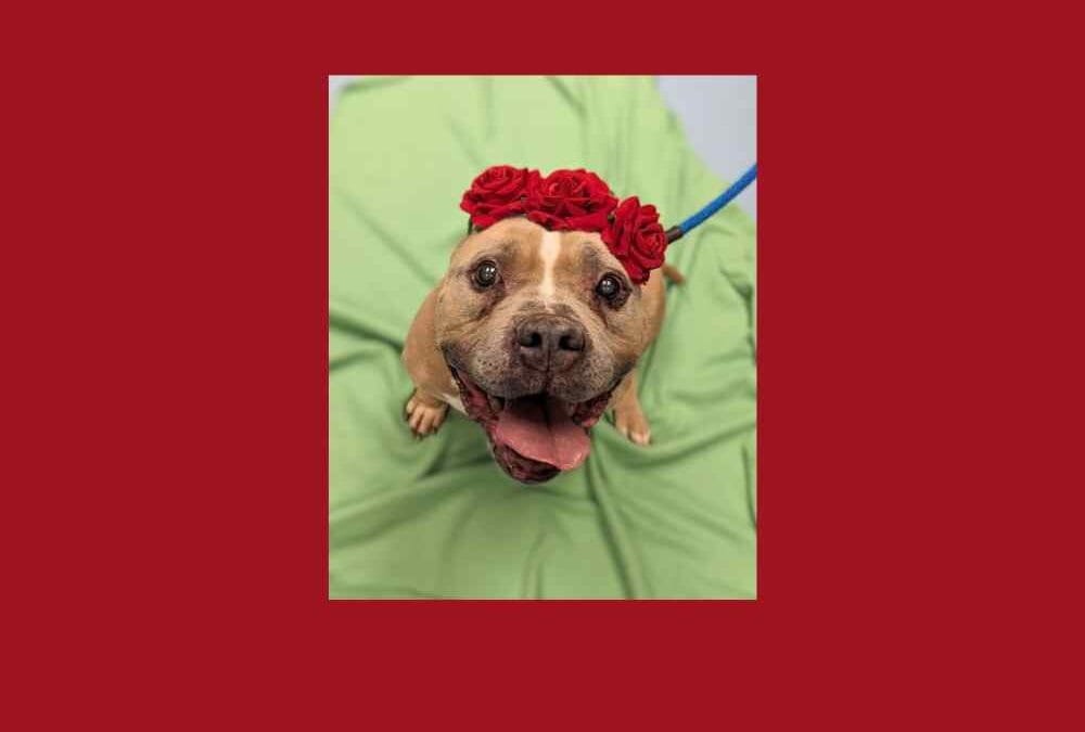 Meet Minnie the Pittie who is in search of her forever home