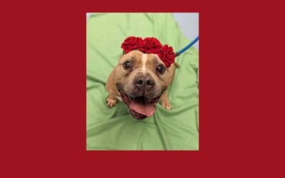 Meet Minnie the Pittie who is in search of her forever home