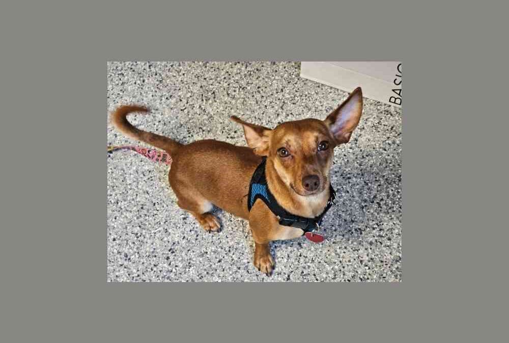 Roman wants to roam no more: meet our pet of the week looking for his forever home