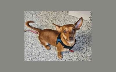 Roman wants to roam no more: meet our pet of the week looking for his forever home