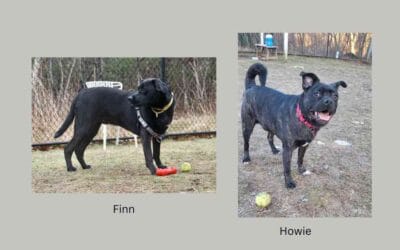 You’ve Got A Friend in Finn and Howie!