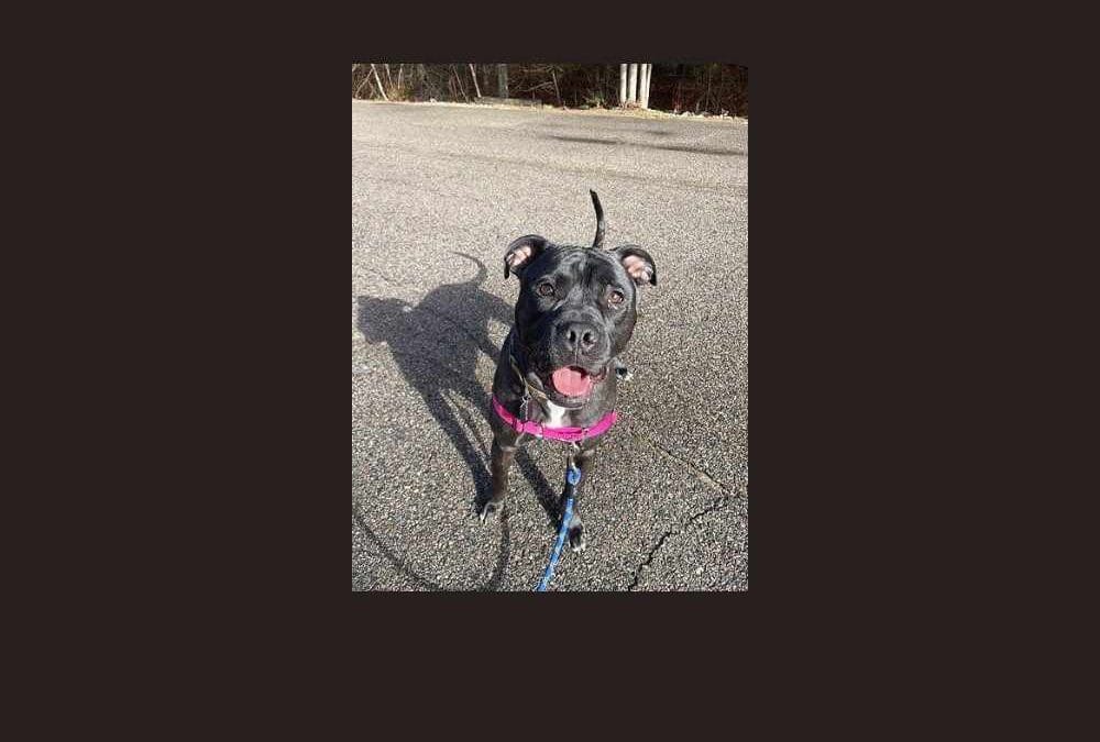 Pitbull mix Neo is putting his ruff start behind him in hopes of finding his furever home!