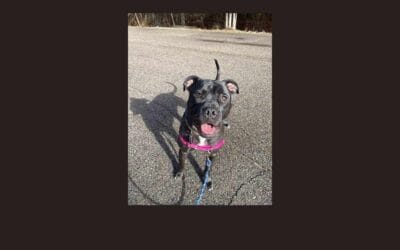 Pitbull mix Neo is putting his ruff start behind him in hopes of finding his furever home!