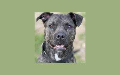 Shining star Nova is on a quest to find her new home