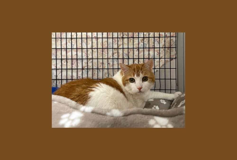 This senior cat is looking for an experienced cat owner to call her own