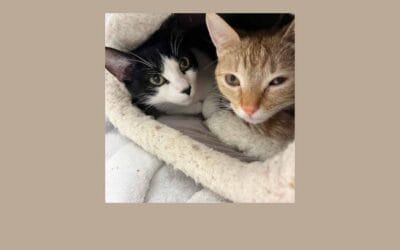 Best cat friends Julie and Jane are searching for a new home together