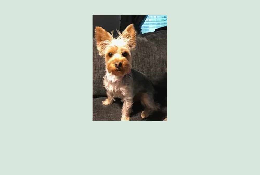 Meet Pebbles, a Yorkie looking for her forever home