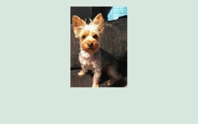 Meet Pebbles, a Yorkie looking for her forever home